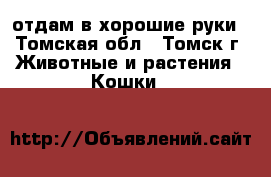 отдам в хорошие руки - Томская обл., Томск г. Животные и растения » Кошки   